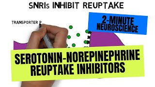 2Minute Neuroscience SerotoninNorepinephrine Reuptake Inhibitors SNRIs [upl. by Narut232]