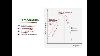 Factors affecting the rate of enzyme action Lilac2197 [upl. by Tristas28]