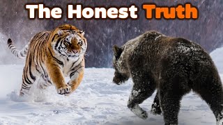 GRIZZLY BEAR vs TIGER  The Honest Truth [upl. by Nahej]