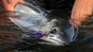 WINTER RUN by Todd Moen  Pacific Northwest Winter Steelhead Fly Fishing [upl. by Artemisia]