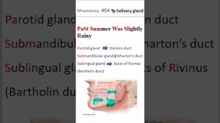 Ductal system of salivary gland shorts salivaryglands [upl. by Oznarol54]