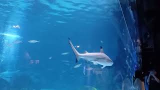 coex aquarium in Seoul [upl. by Natye]