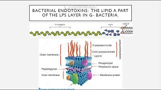 BIO 205 Chapter 15 Microbial Mechanisms to Pathogenicity [upl. by Assyla]