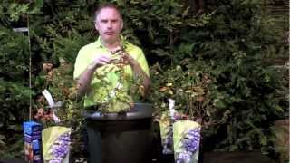 How To Grow Blueberries  Killarney Garden Centre [upl. by Labannah]