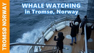 INCREDIBLE ARCTIC WHALE Watching in Tromsø Norway 🇧🇻 Orca amp Humpback Whale Tours with Brim Explorer [upl. by Zilber986]