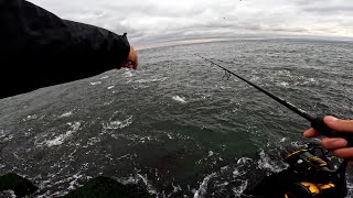 Blitzing Striped Bass Fall Run Jetty Fishing [upl. by True]