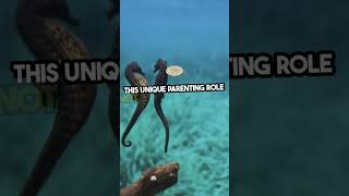 Seahorse unusual dads of sea seahorsefacts [upl. by Takeshi]