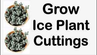 How To Propagate Ice Plant Corpuscularia Lehmannii [upl. by Mccowyn]