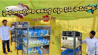 THE BIGGEST BETTA FISH FARM IN HYDERABAD  TELUGU  SN BETTAS bettafarm [upl. by Anilys]