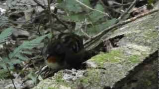 Australian Logrunner Female Running on a log Lamington National Park [upl. by Buffum797]