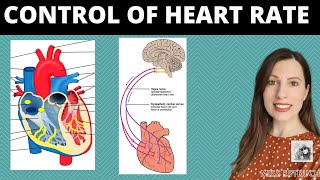 Control of heart rate Role of SAN amp AVN in the cardiac cycle Parasympathetic amp sympathetic nerves [upl. by Goldy]