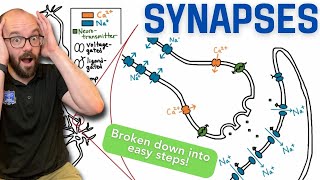 Synapses  Broken down into simple steps [upl. by Ainnat]