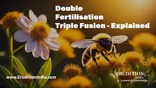 What happens after pollination Double Fertilisation  Triple Fusion Explained [upl. by Tybi]