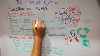 CVS physiology 8  Heart valves  Atrioventricular and semilunar valves  Tricuspid  Mitral [upl. by Aceber]