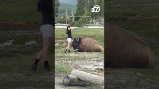 Despite warnings woman approaches bison for selfie in Yellowstone [upl. by Prebo]