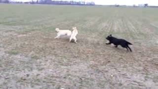 Crazy Labradors in action [upl. by Avat692]