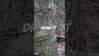 You can drink from this tree WoodsboundOutdoors shorts [upl. by Attelrahc]