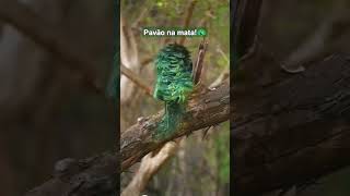 Pavão misterioso na mata🦚 [upl. by Ahsiet]