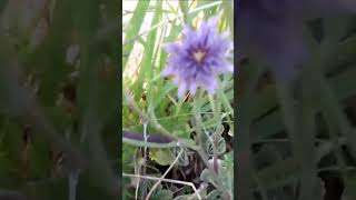 SALSIFY GROWING IN MY GARDEN A GREAT FOOD [upl. by Byler221]