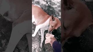 hindisong love doglover lovelydog youtubeshorts video trading dogstatusvideo [upl. by Ricketts]