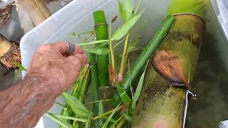 Planting Bamboo in Florida  Propagating bamboo from cutting 73118 seetheforest [upl. by Llerryt]