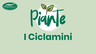 I CICLAMINI [upl. by Maclay525]