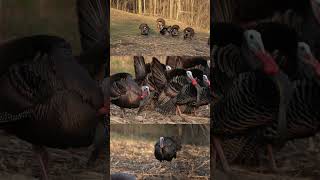 Turkey Season is flying by turkeyhunter hunting wildlife outdoors [upl. by Friedberg]