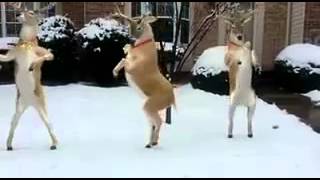 Reindeer Dancing to quotJingle Bellsquot [upl. by Nehemiah792]