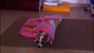 Dog Tricks Dog Cover Her Self With Blanket [upl. by Langan]