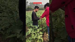 Practical Measurement of plant height iari practical feed shorts viral agri [upl. by Introk]