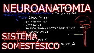 Aula Neuroanatomia  Sistema Somestésico Vias Ascendentes  Neuroanatomia Humana 5 [upl. by Rob521]