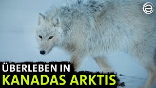 Polarwölfe ‒ Überleben in Kanadas Arktis  Erlebnis Erde [upl. by Edwina]