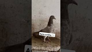 Huzeifapigeonclub pigeonbirdpigeon kabootar panjabikabooter [upl. by Naerol]