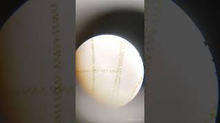 observation of spirogyra under microscope [upl. by Grail519]