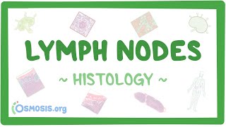 Lymph Nodes Histology [upl. by Win928]