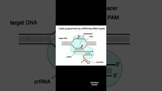 dna crispr chromosome study biology zoology trending education youtubeshorts shorts short [upl. by Landers92]