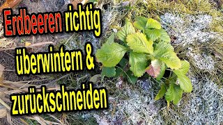 Erdbeeren richtig überwintern amp zurückschneiden 🍓❄️ Erdbeerpflanzen winterfest machen Anleitung [upl. by Kyl]