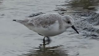 Sanderlings Birds of Lanzarote [upl. by Nagaem]