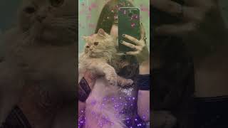 Tumse mili 💞 muezza tigerranaaa youtubeshorts catlover shorts viralvideo [upl. by Roosevelt]