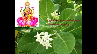 வெள்ளை எருக்கன் செடியில் இவ்வளவு நன்மைகளா  Benefits of Calotropis gigantea crown flower [upl. by Rieth]