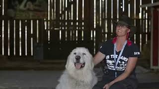 GREAT PYRENEES LIVESTOCK GUARDIAN IN ACTION [upl. by Rento]