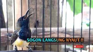 SOGON LANGSUNG NYAUT [upl. by Yrrad376]