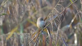 Bearded Reedling [upl. by Saisoj]