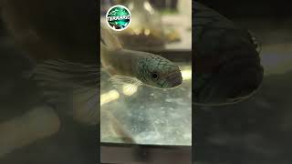 Betta macrostoma terrario animals pets aquarium fish betta bettafish poisson vivarium tank [upl. by Uda]