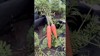 Epic Carrot Harvest 🥕 Uncovering Giant Carrot Straight from the Garden 🌱 FarmtoTable harvest [upl. by Nellek566]