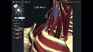 Anatomy and functions of scalene [upl. by Hairim]