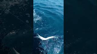 Unexpectedly Catching A Sharp Nose Needle Fish fishing fishingvideos thoondilulagam seafishing [upl. by Tsirhc]