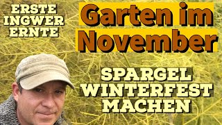 Gartenarbeit November Ingwer ernten Spargeldamm winterfest machen [upl. by Fidelity185]