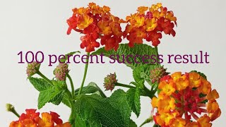 How to propagate Lantana from cutting trending [upl. by Brandise]