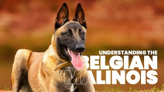 The Ultimate Guide to Belgian Malinois Training amp Care [upl. by Romney]